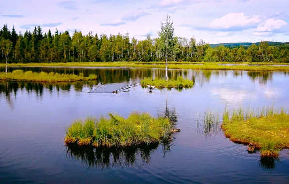 Picture forest, lake, duck, Islands