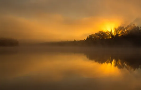 Picture forest, the sun, fog, lake, glow