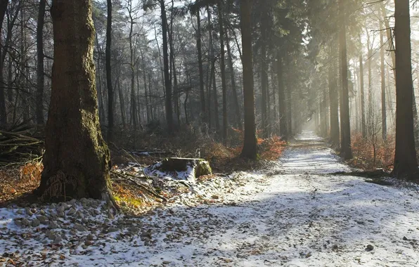 Picture forest, Park, photo, trail, alley, the first snow
