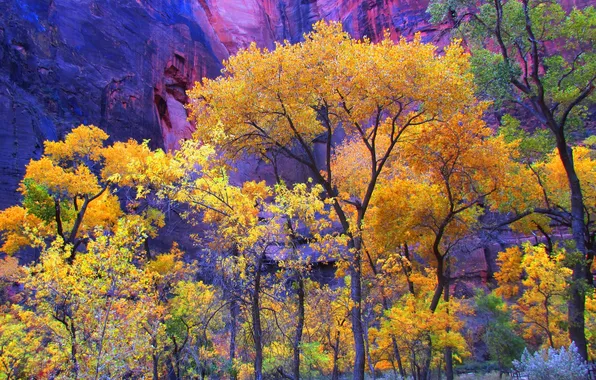 Autumn, trees, rock, mountain, Utah, USA, Zion National Park