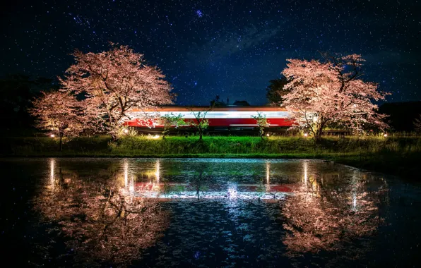 Picture stars, trees, night, lake, reflection, Sakura, flowering