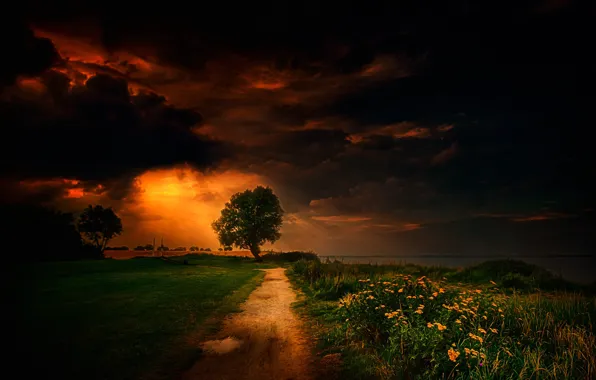 Picture road, field, grass, trees, flowers, clouds, meadow