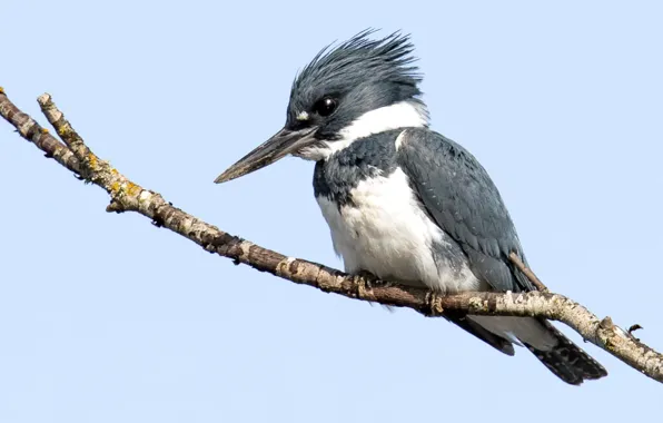 Picture bird, animal, gray and white bird during daytime, belted kingfisher