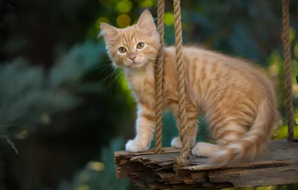 Picture look, red, kitty, Yuriy Korotun