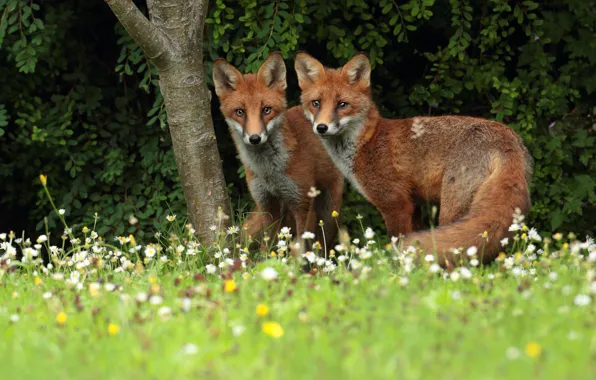 Summer, flowers, foliage, chamomile, meadow, Fox, pair, Fox