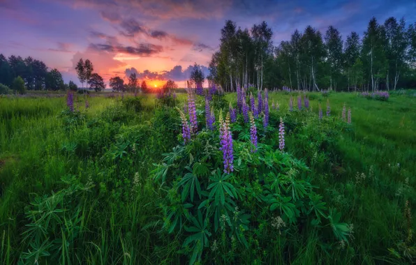 Picture summer, nature, Lupin