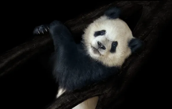 Branches, tree, portrait, bear, Panda, bear, black background, face