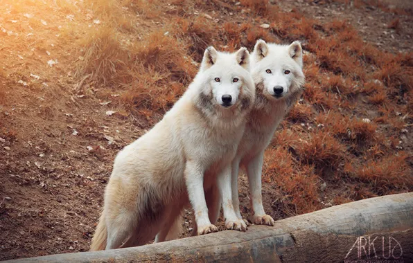 Picture nature, predator, animal, wolf, wildlife, portrait, portrait., Canis lupus. face