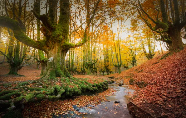 Autumn, forest, leaves, trees, nature