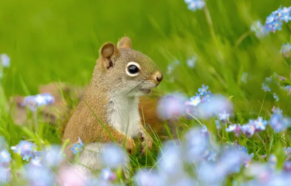 Field, grass, flowers, protein, red, forget-me-nots
