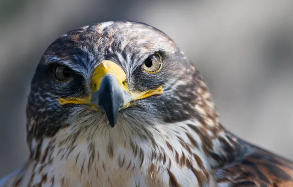 Bird, predator, beak, Falcon, looks