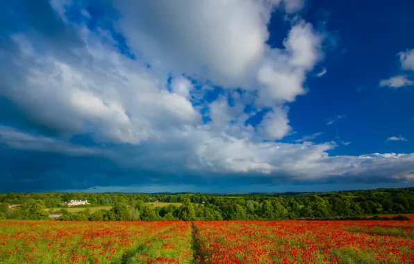 Field, forest, summer, the sky, clouds, landscape, flowers, nature