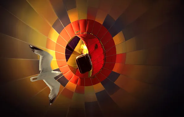 Flight, balloon, bird
