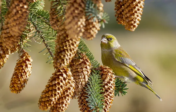 Picture branches, bird, bumps, zelenushka