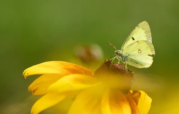 Flower, macro, yellow, butterfly, petals, insect, green background, rudbeckia