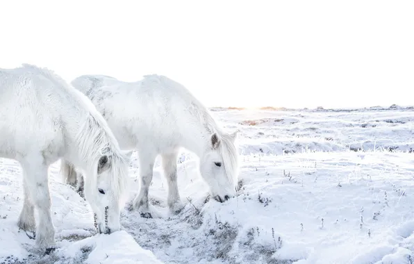 Winter, field, horses