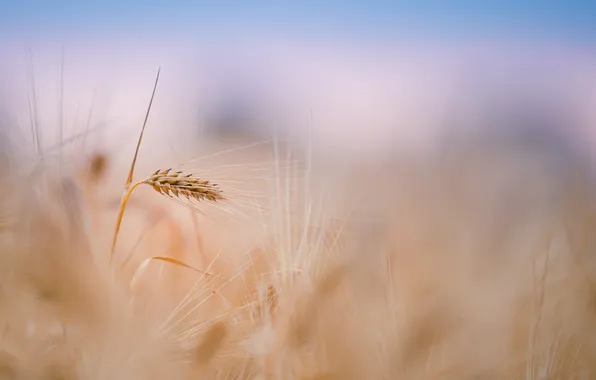 Field, macro, spikelets