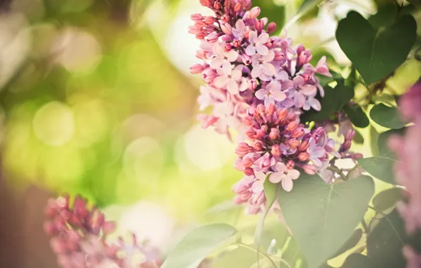 Picture purple, flowers, Wallpaper, spring, wallpaper, widescreen, lilac