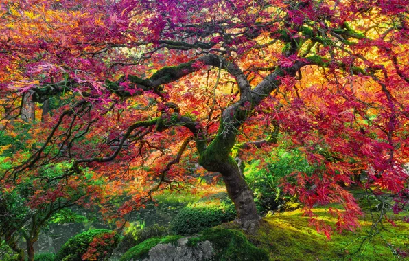 Autumn, tree, giant, maple