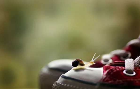 Picture macro, background, sneakers, snail