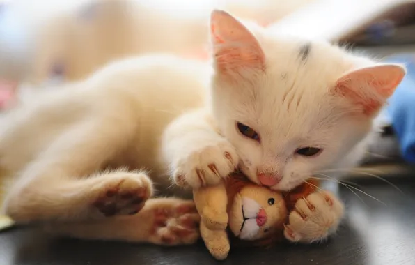 Cat, white, pose, kitty, toy, the game, legs, baby