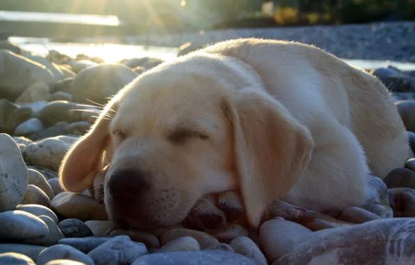 Light, stones, sleeping, cute, puppy, Labrador