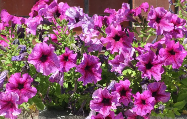 Flowers, Sunny, Petunia, petunias, Mamala ©, summer 2018
