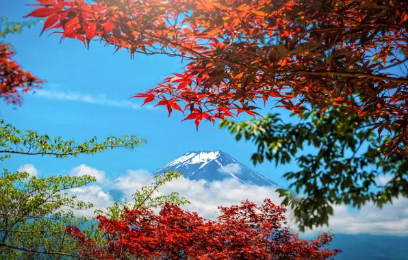Autumn, the sky, leaves, colorful, Japan, Japan, red, maple