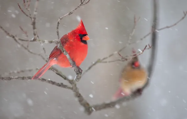 Picture winter, snow, birds, branches, nature, pair, cardinal