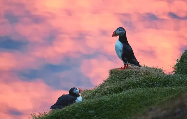 Grass, birds, dawn, shore, morning, hill, stalled, a couple