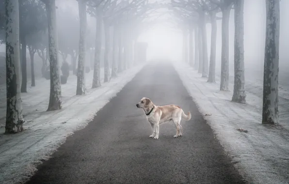 Picture road, fog, loneliness, each, dog