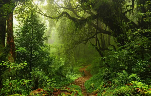 Nature, beauty, path, nature, beauty, path, green foliage, covert
