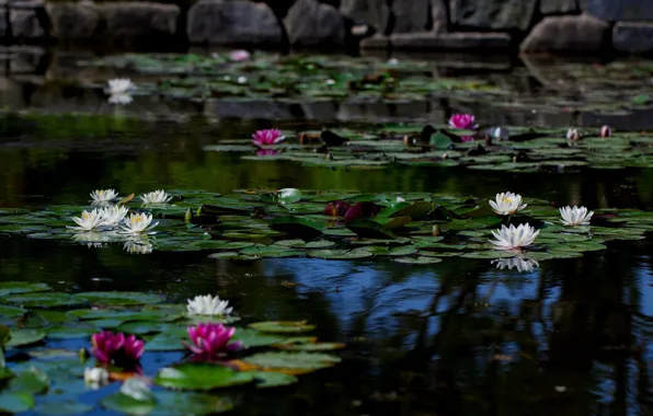 Leaves, flowers, lake, pond, the dark background, stones, shore, pink