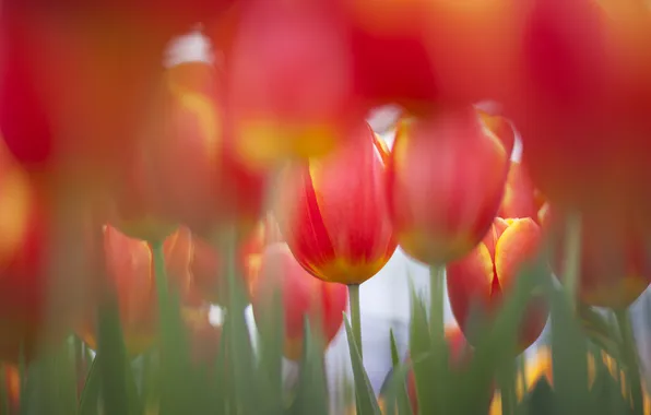 Picture field, flowers, focus, spring, tulips, a lot