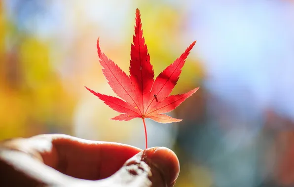 Leaves, macro, background