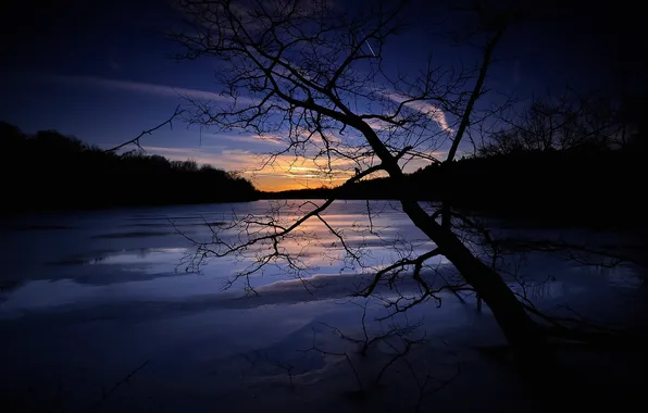 Trees, night, lake, glow