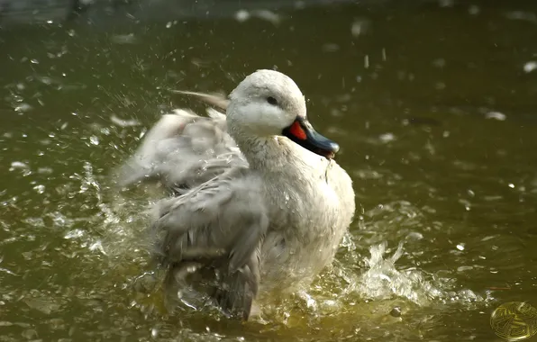 Picture water, squirt, bird, splash, duck