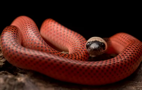 Snake, Drepanoides anomalus, Black-collared Snake