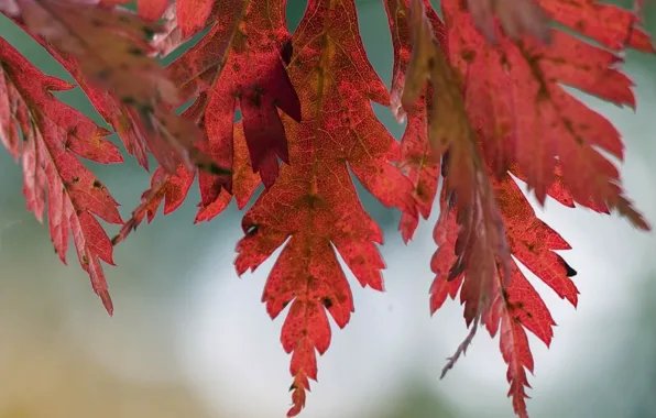 Autumn, leaves, macro, nature, tree