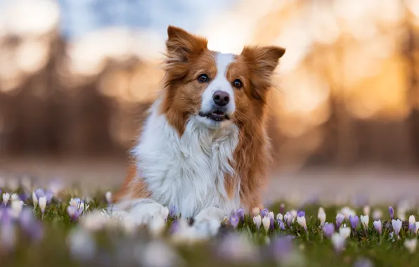 Look, face, light, flowers, nature, glade, portrait, dog