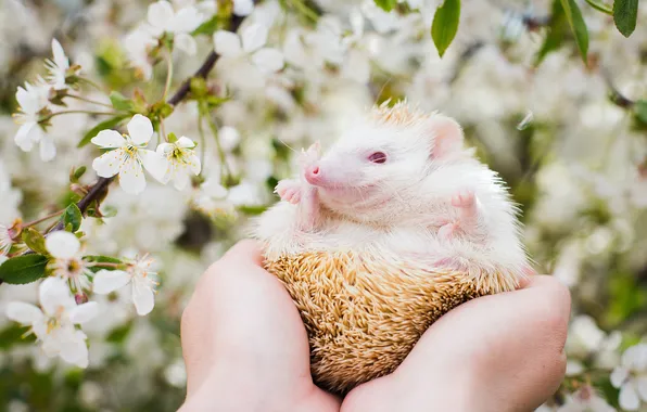 White, flowers, branches, nature, cherry, pose, legs, spring