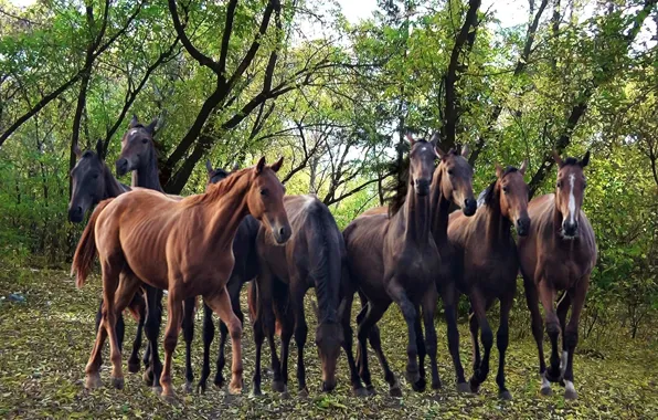 Autumn, nature, Horses, the herd
