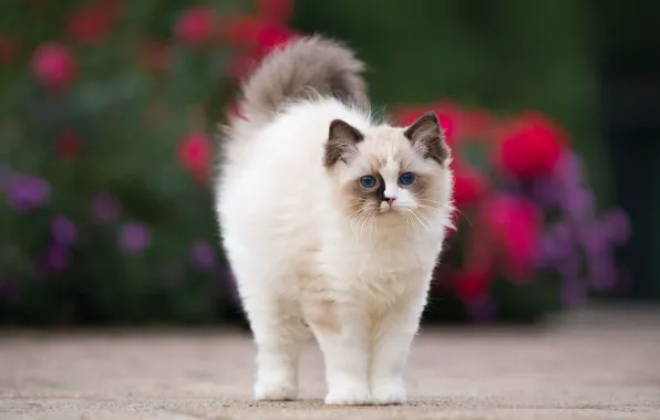 Cat, flowers, kitty, background, fluffy, garden, spot, face