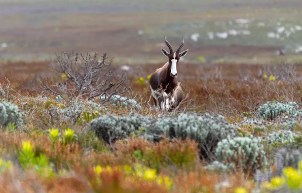 Branches, nature, blur, mountain, goat, shrubs, goat