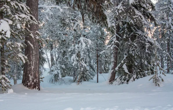 Picture winter, forest, snow, trees, nature, frost, forest, Nature