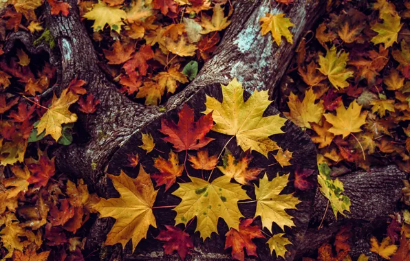 Autumn, leaves, nature, the dark background, foliage, leaf, stump, falling leaves