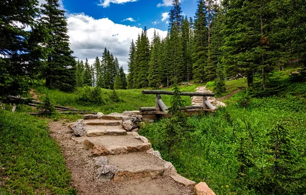 Picture forest, the sky, clouds, trees, landscape, nature, plants, forest