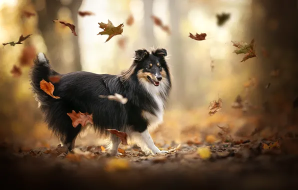 Picture autumn, leaves, mood, dog, bokeh, Sheltie, Shetland Sheepdog