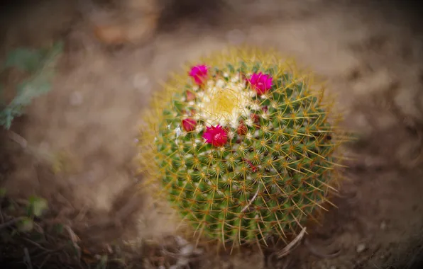 Flowers, cactus, barb, pink, bokeh, blurred background, flowering cactus, flowering cactus