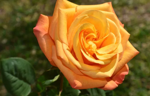 Flower, macro, light, rose, yellow